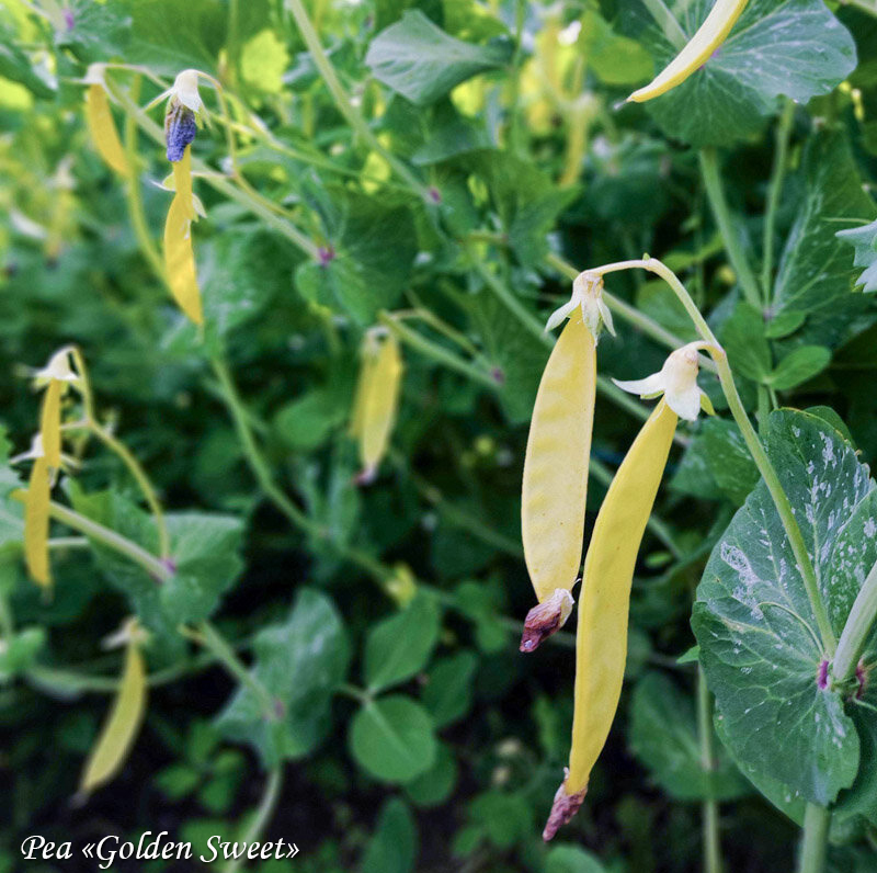 Hernes Golden Sweet, Жёлтый горох Золотая сладость